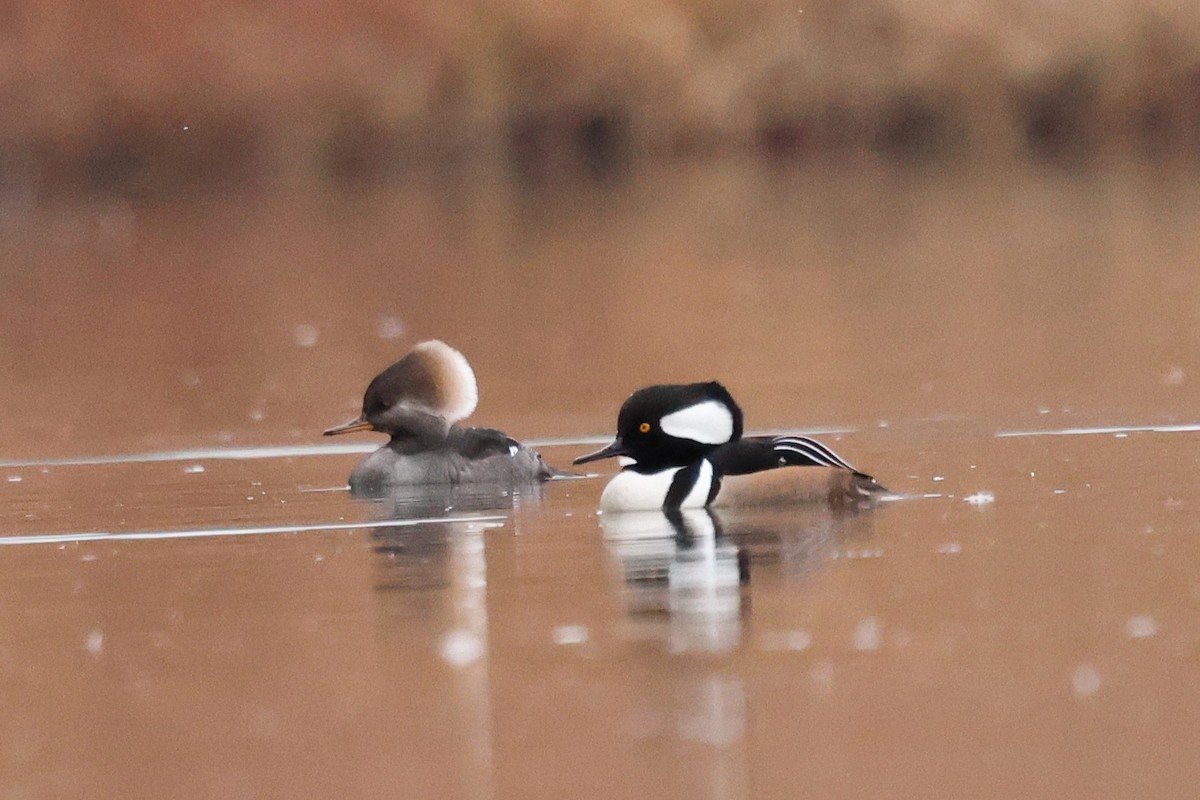 Hooded Merganser - ML646429789