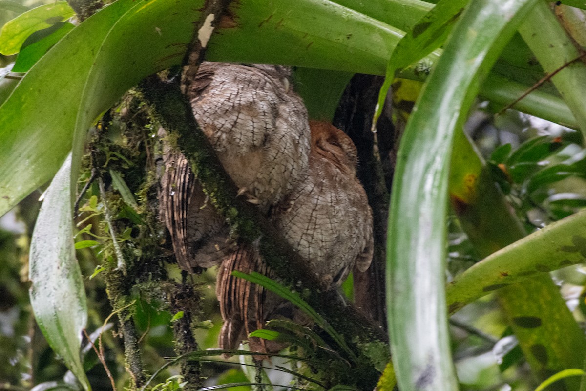 Tropical Screech-Owl - ML646429791