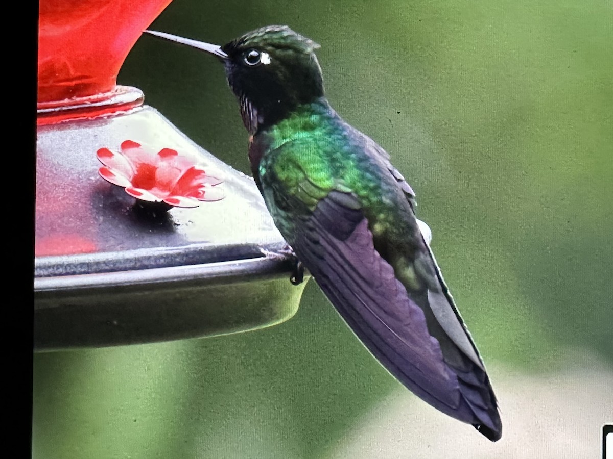 Tourmaline Sunangel - ML646429792