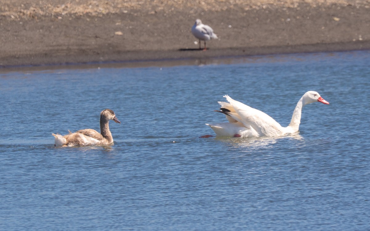 Coscoroba Swan - ML646429793