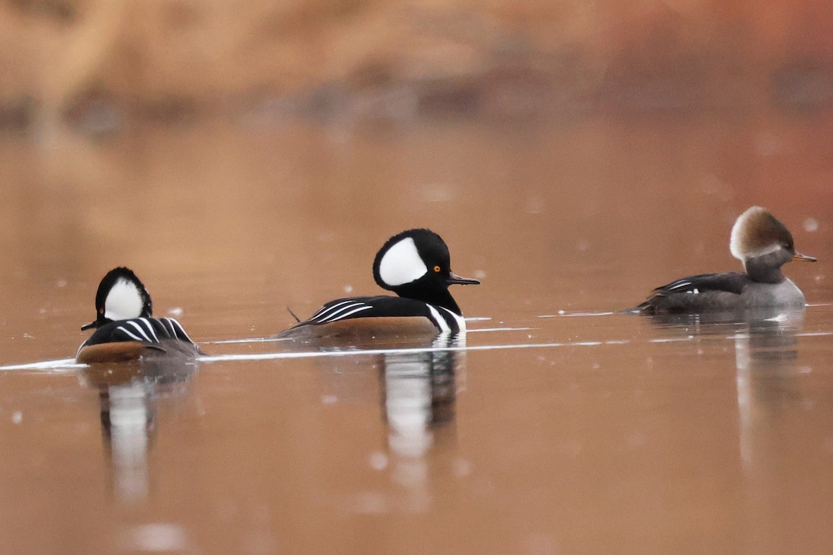 Hooded Merganser - ML646429796