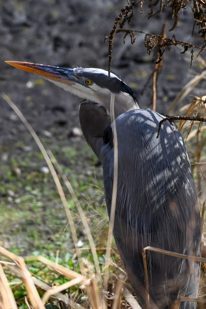 Great Blue Heron - ML646429797