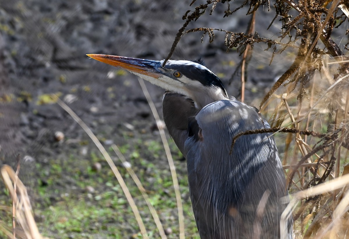 Great Blue Heron - ML646429798