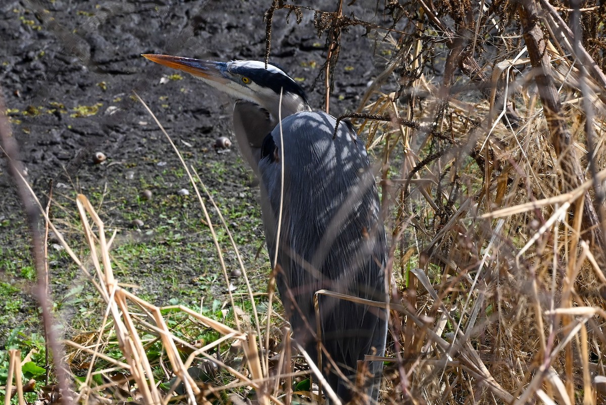 Great Blue Heron - ML646429799