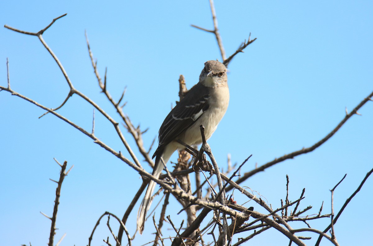 Northern Mockingbird - ML646429800