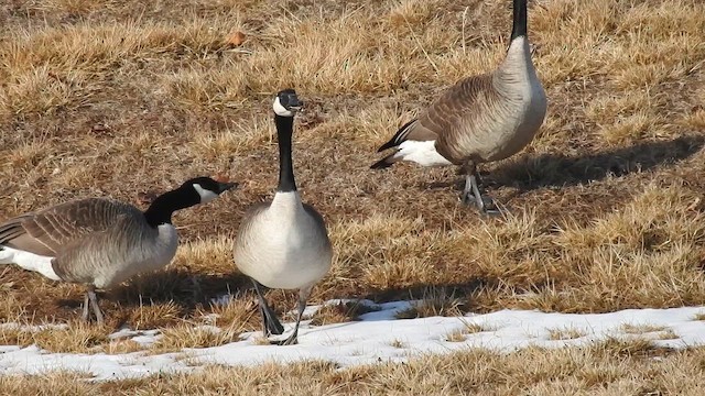 Oca canadese maggiore - ML646429801