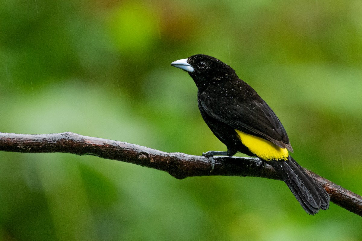 Flame-rumped Tanager - ML646429802