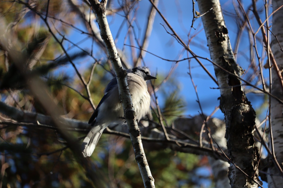 Blue Jay - ML646429803