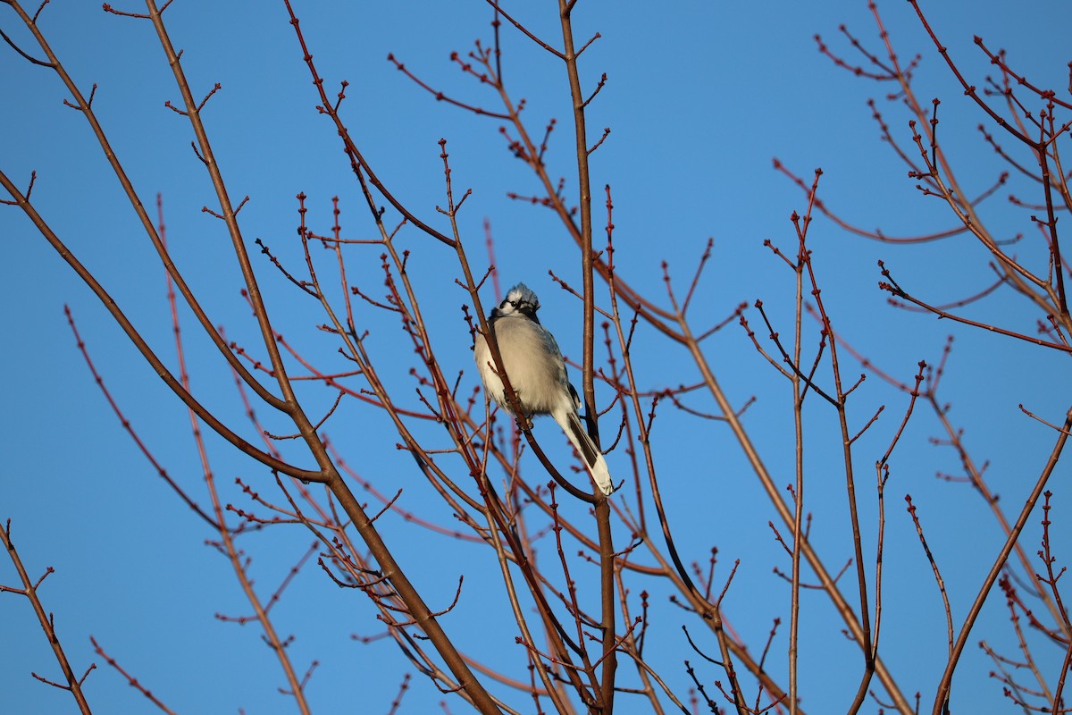 Blue Jay - ML646429804