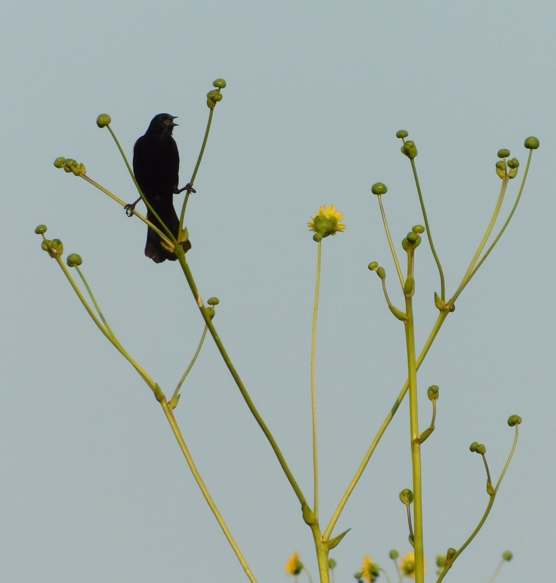 Red-winged Blackbird - ML646429805
