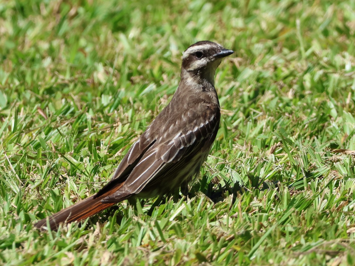 Streaked Flycatcher - ML646429809