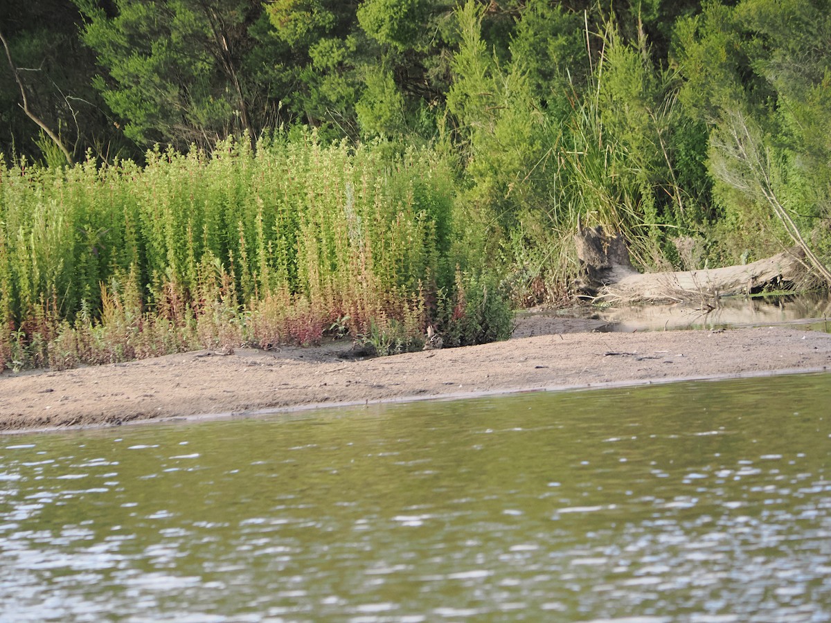 Latham's Snipe - ML646429810