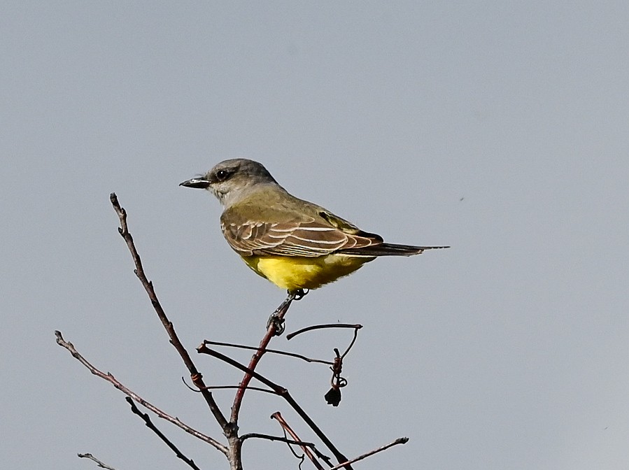 Western Kingbird - ML646429812