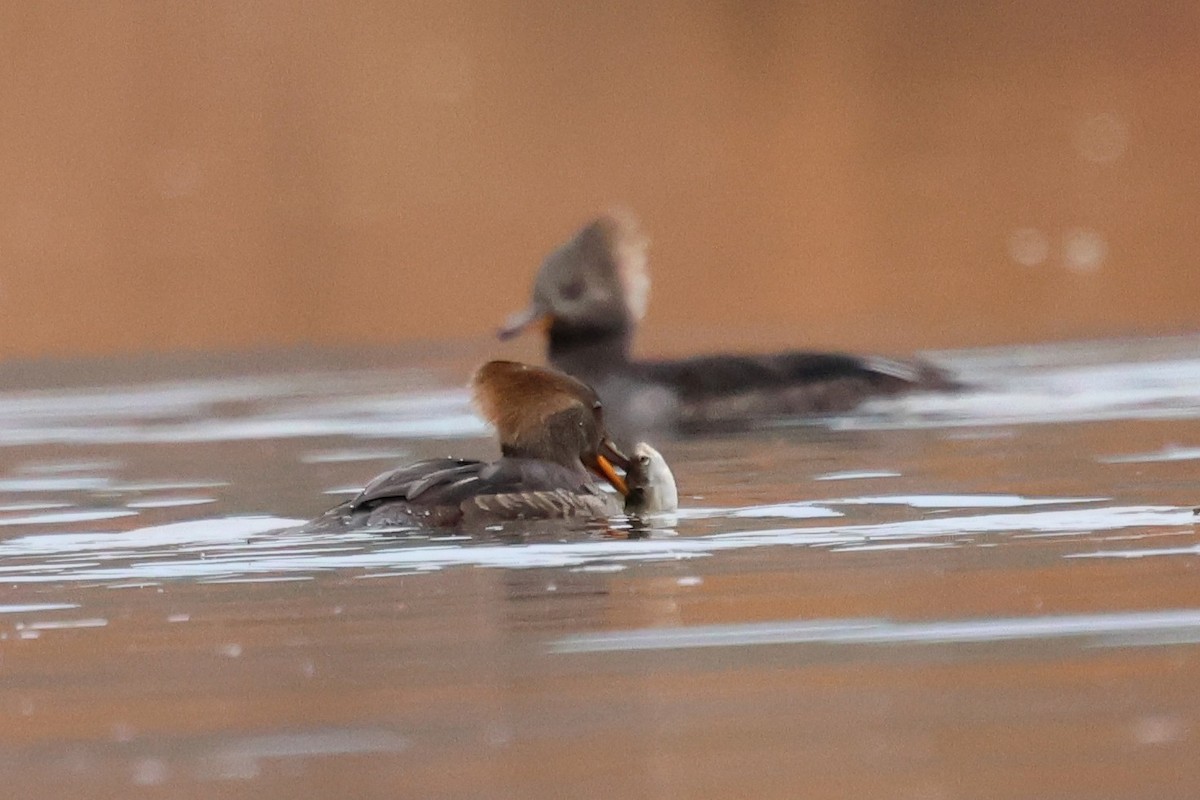 Hooded Merganser - ML646429813