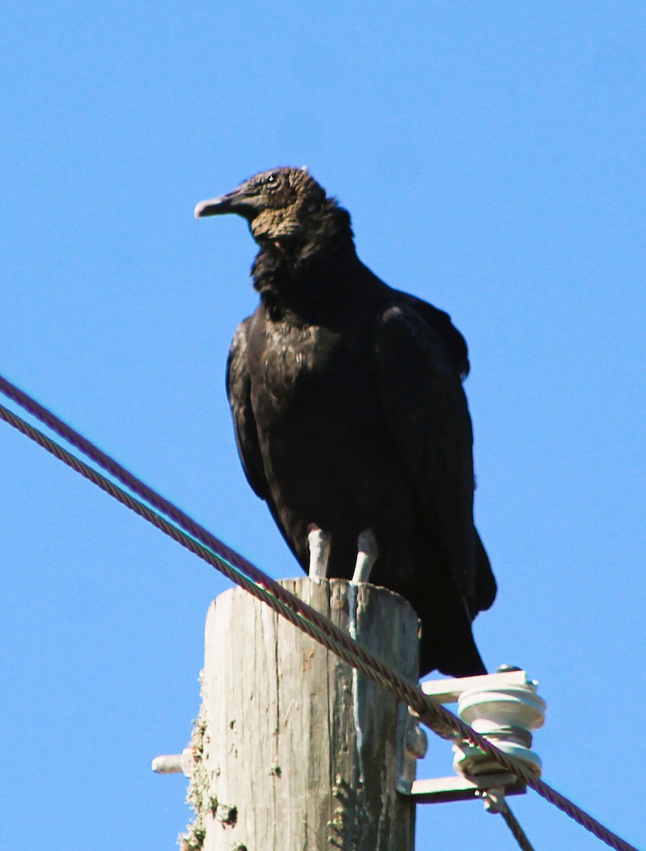 Black Vulture - ML646429816