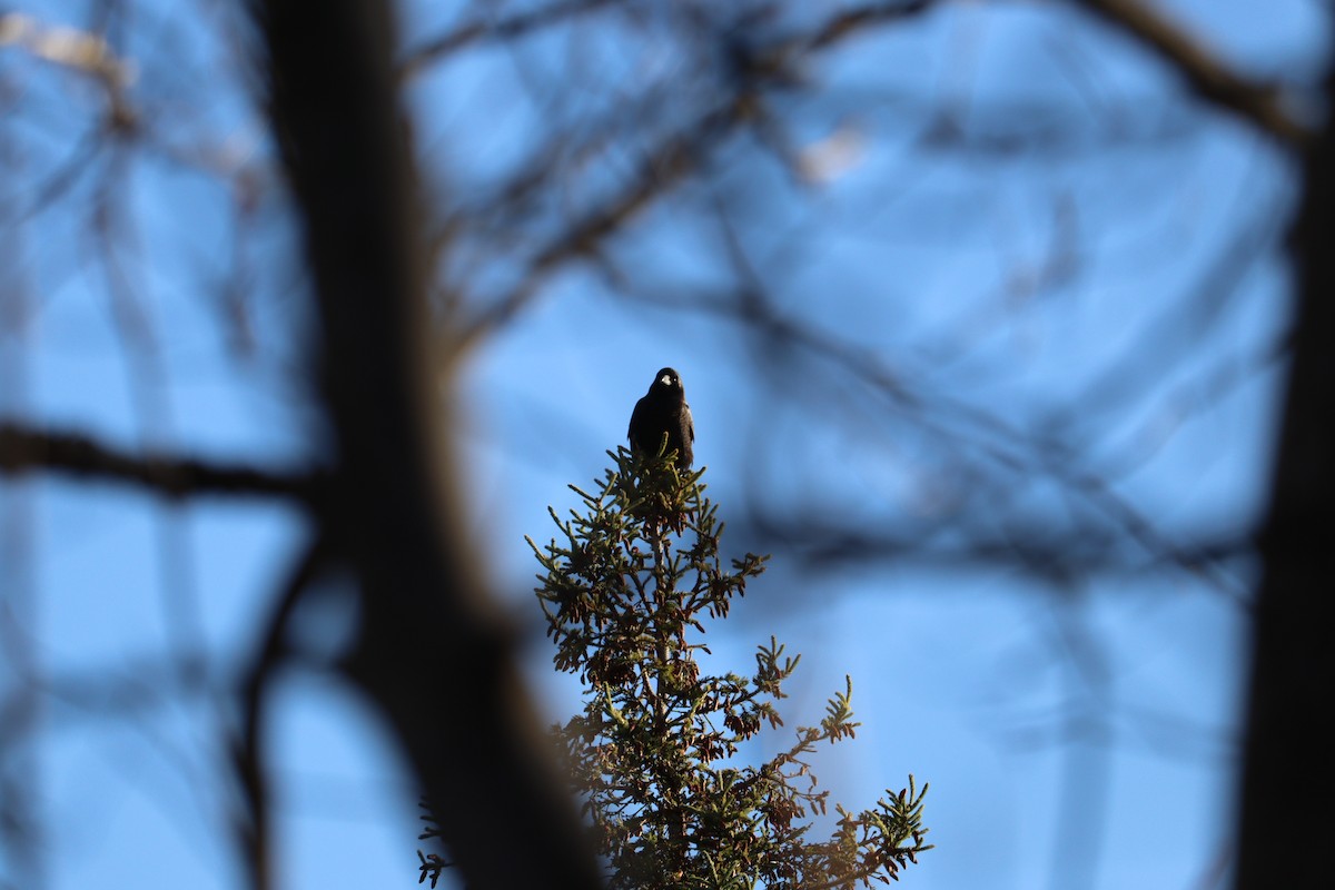 American Crow - ML646429818