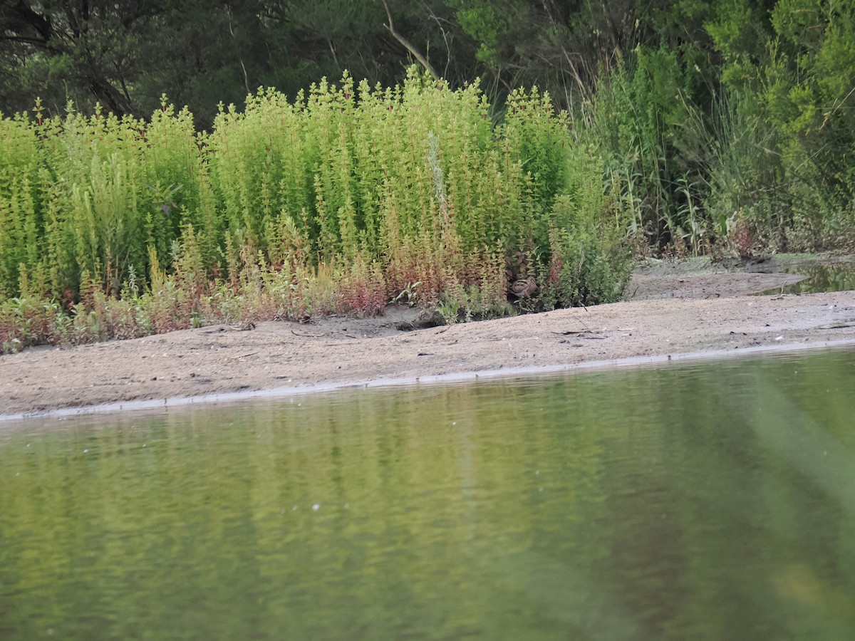 Latham's Snipe - ML646429819