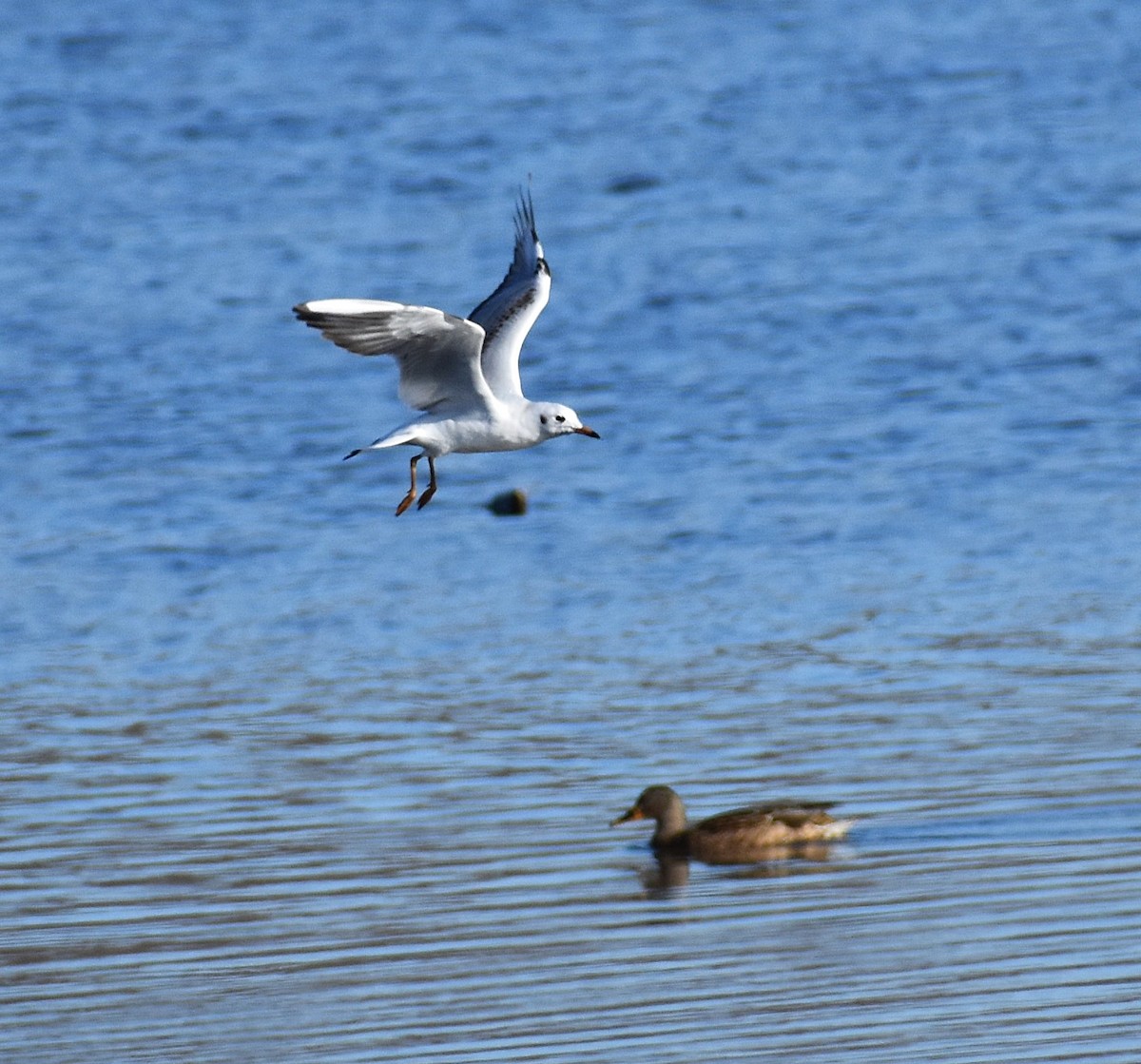 hettemåke - ML646429822