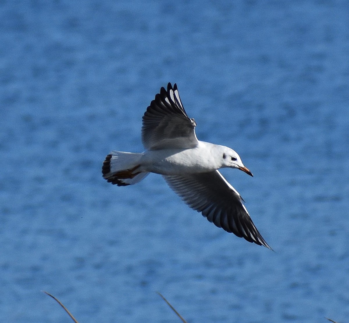 hettemåke - ML646429823