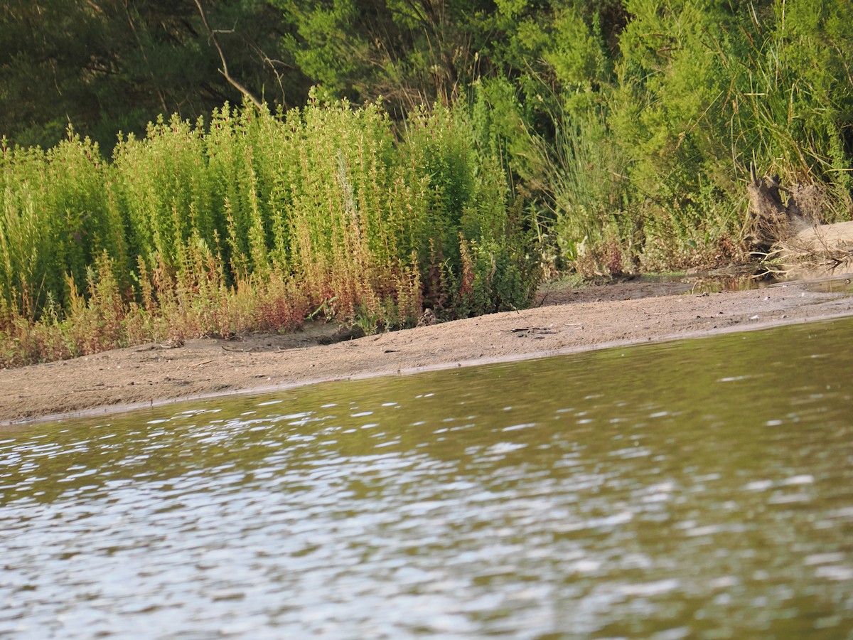 Latham's Snipe - ML646429825