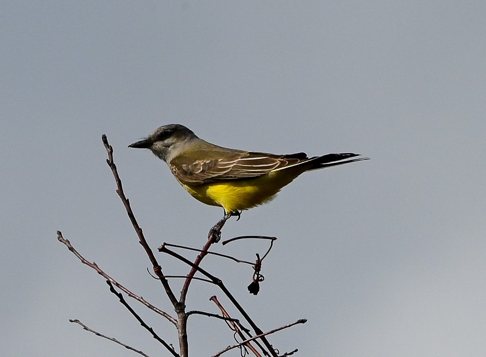 Western Kingbird - ML646429826