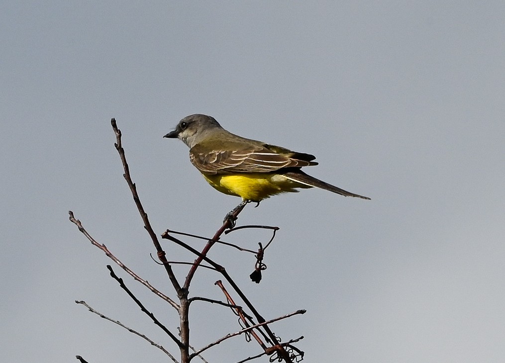 Western Kingbird - ML646429827