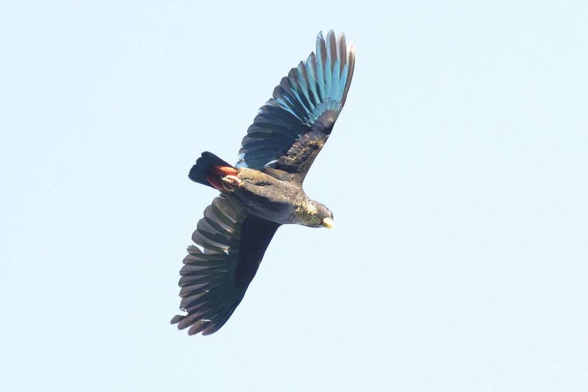 Bronze-winged Parrot - ML646429832