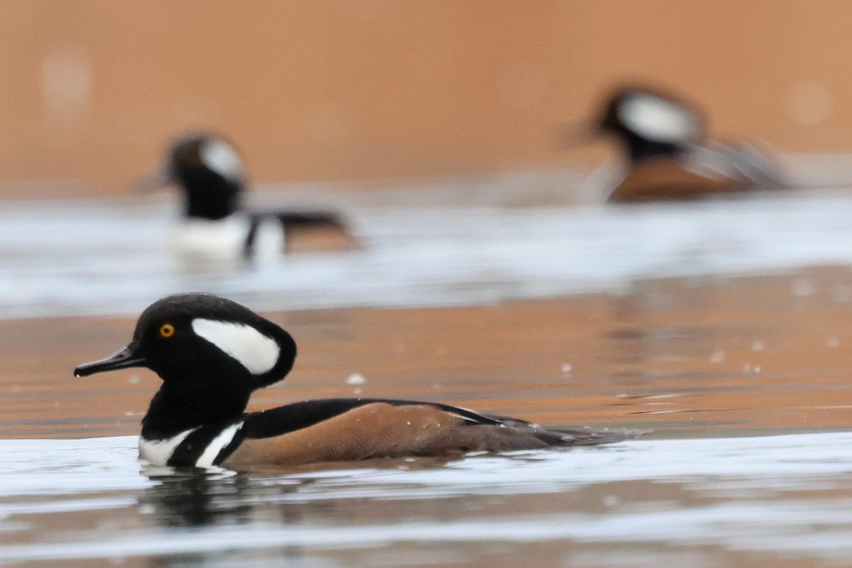 Hooded Merganser - ML646429833