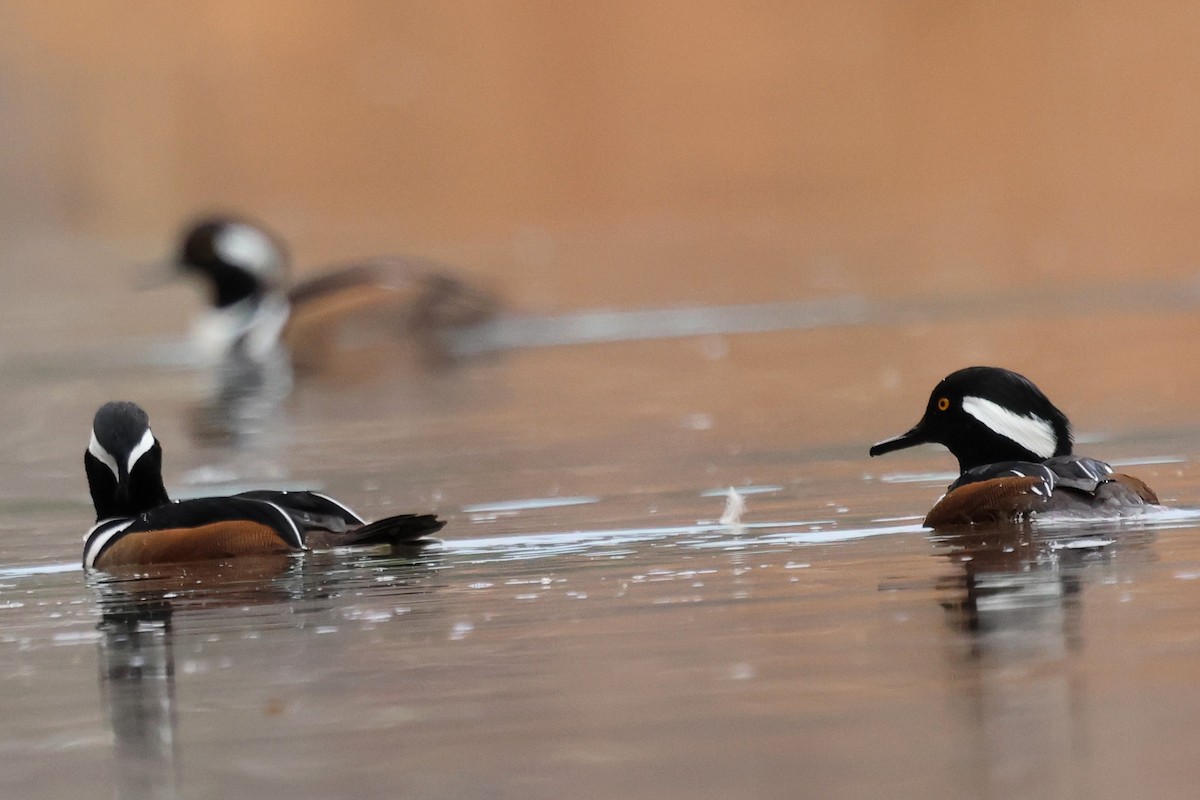 Hooded Merganser - ML646429836