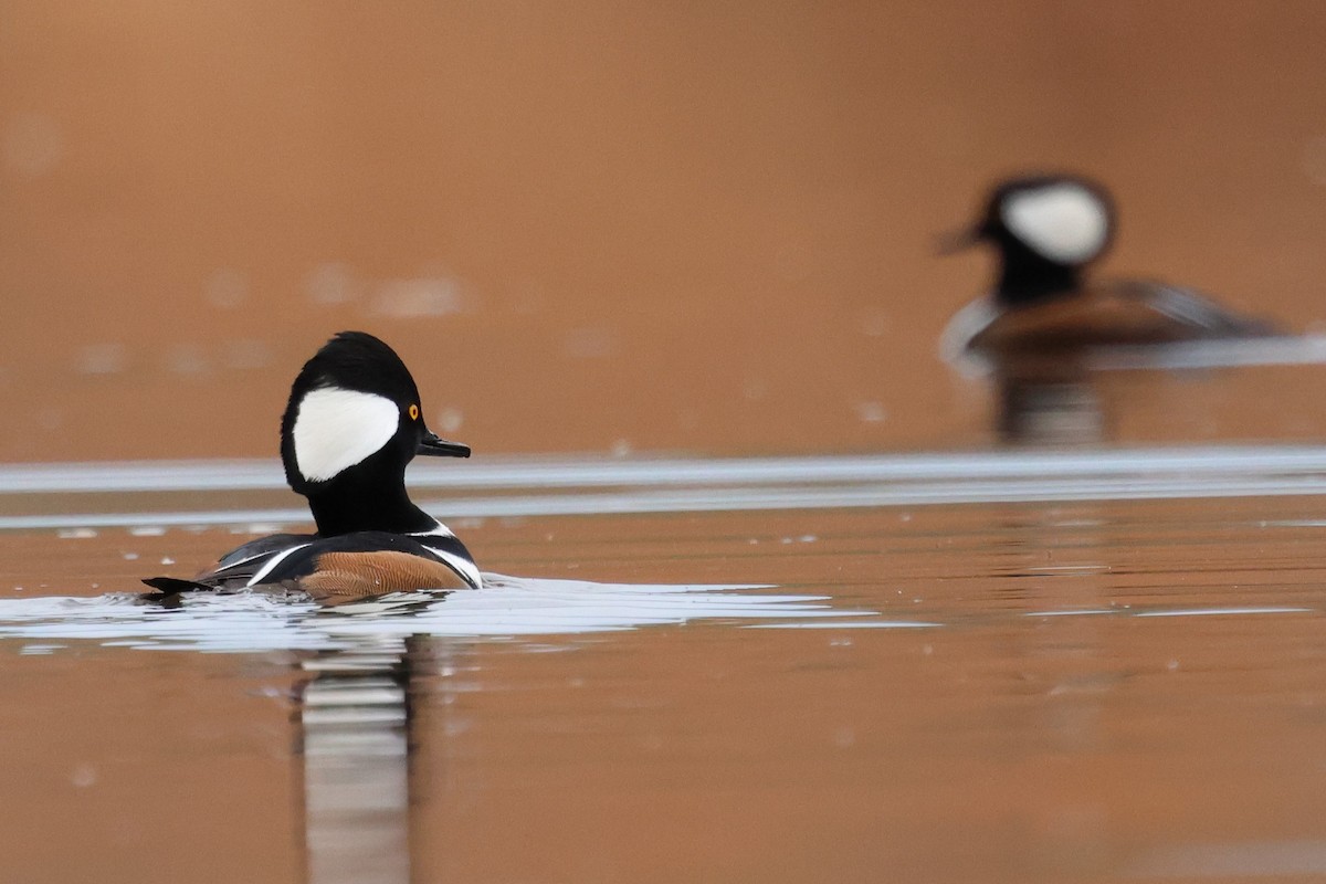 Hooded Merganser - ML646429837