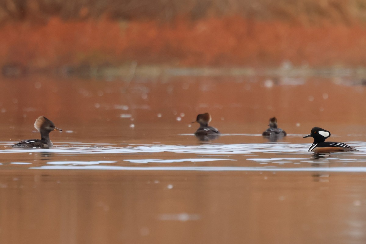 Hooded Merganser - ML646429838