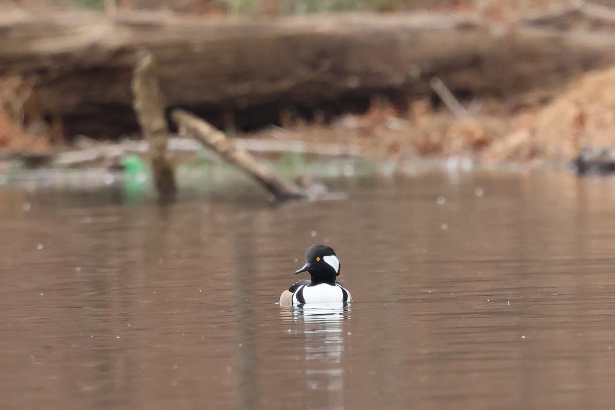 Hooded Merganser - ML646429840