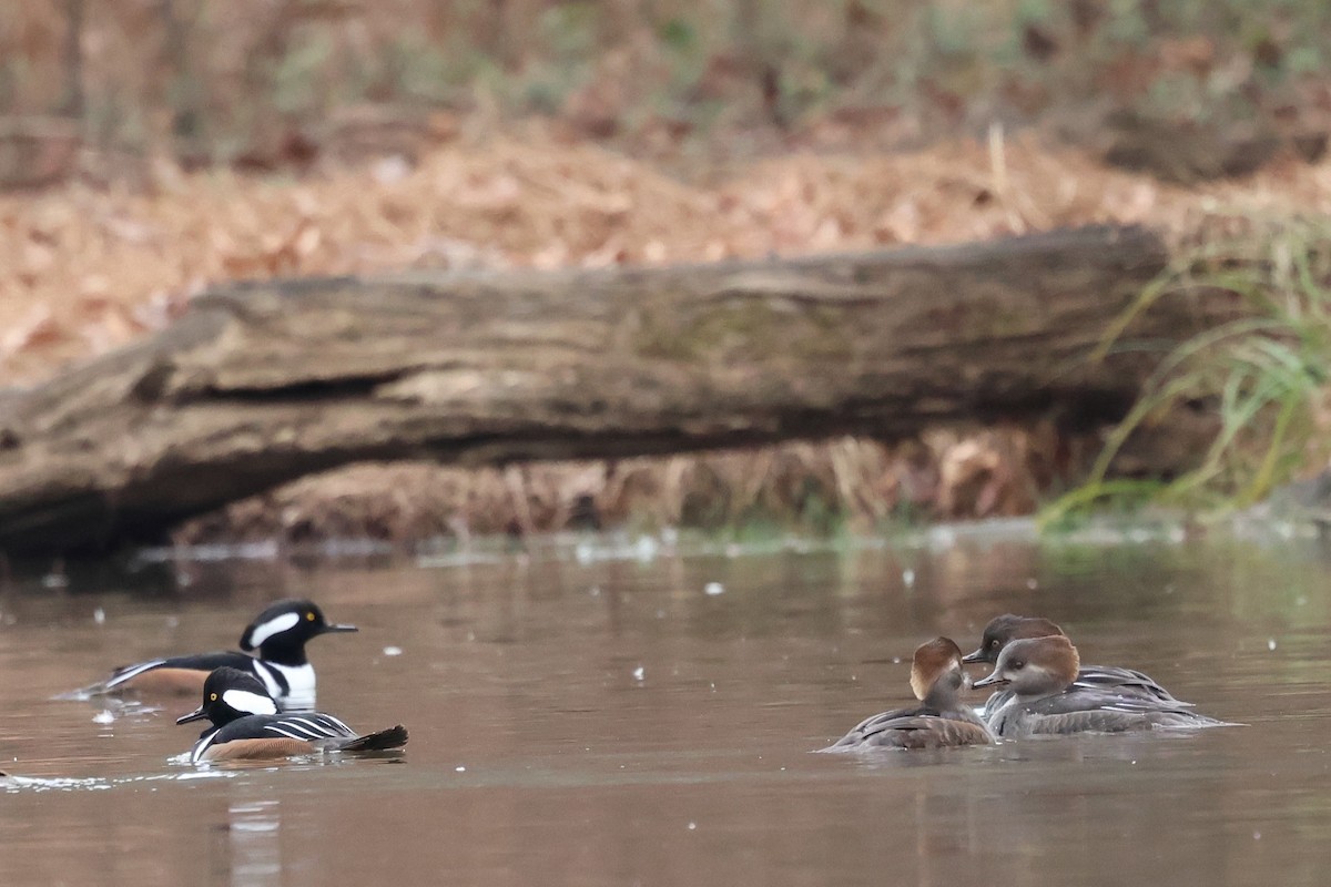 Hooded Merganser - ML646429841