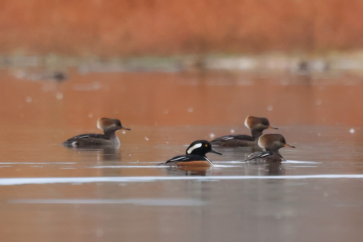 Hooded Merganser - ML646429842