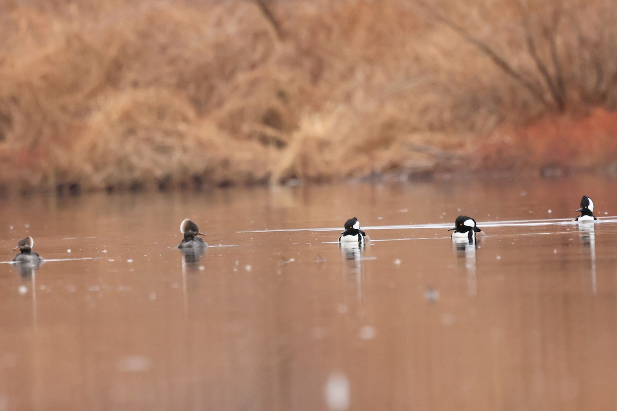 Hooded Merganser - ML646429843