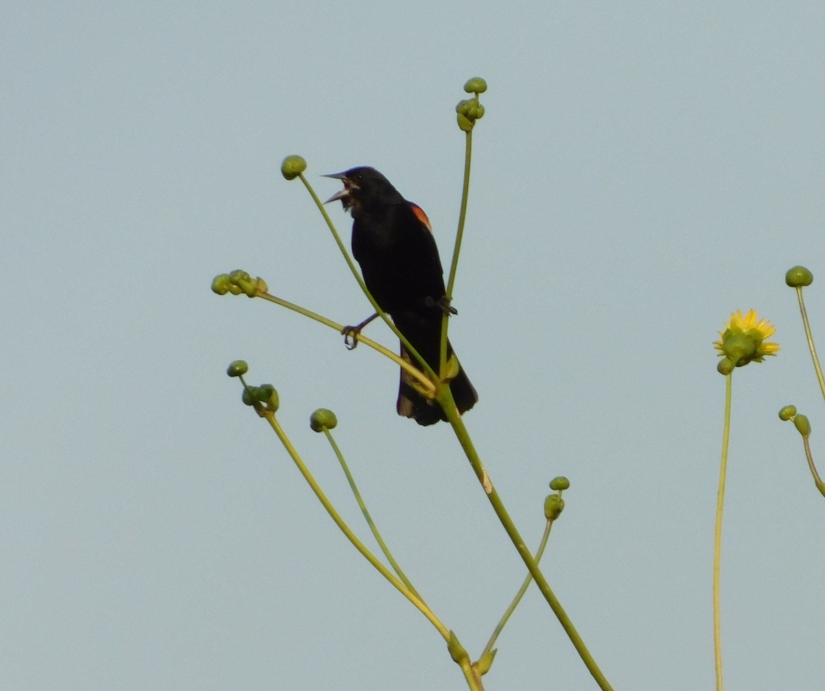 Red-winged Blackbird - ML646429844