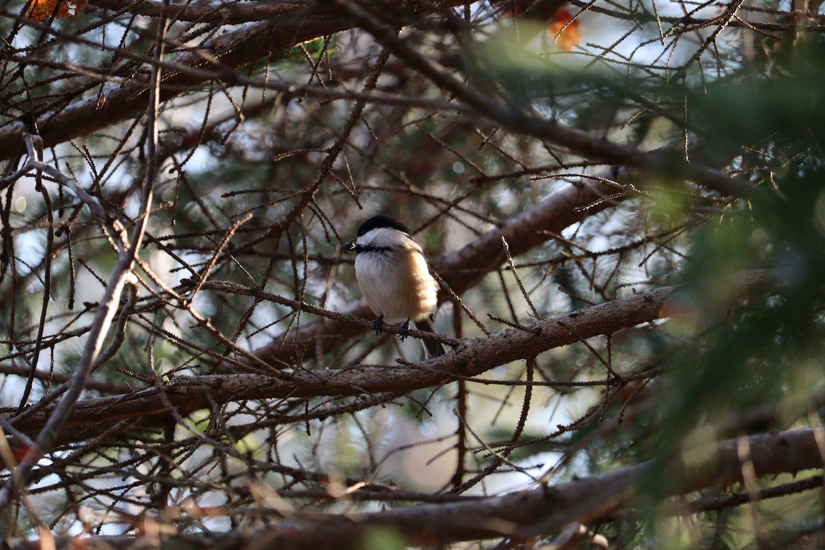 Black-capped Chickadee - ML646429847