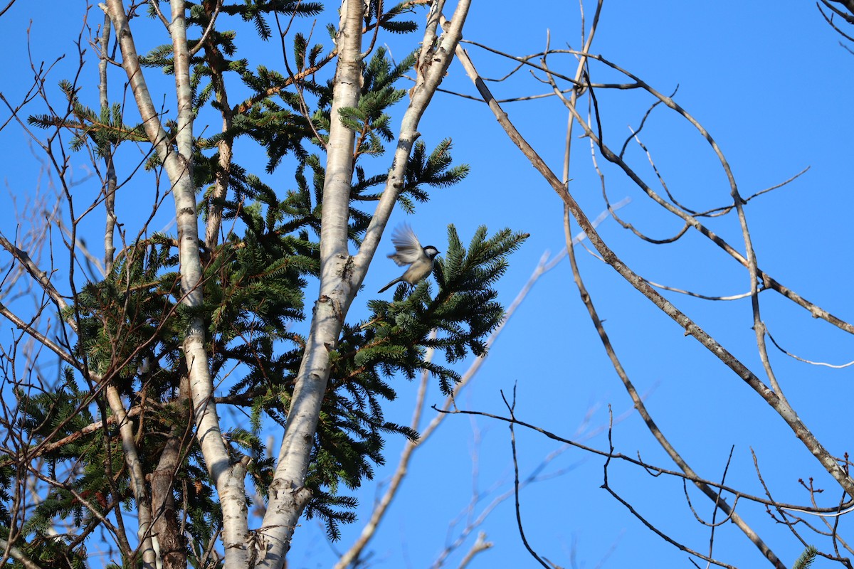 Black-capped Chickadee - ML646429848