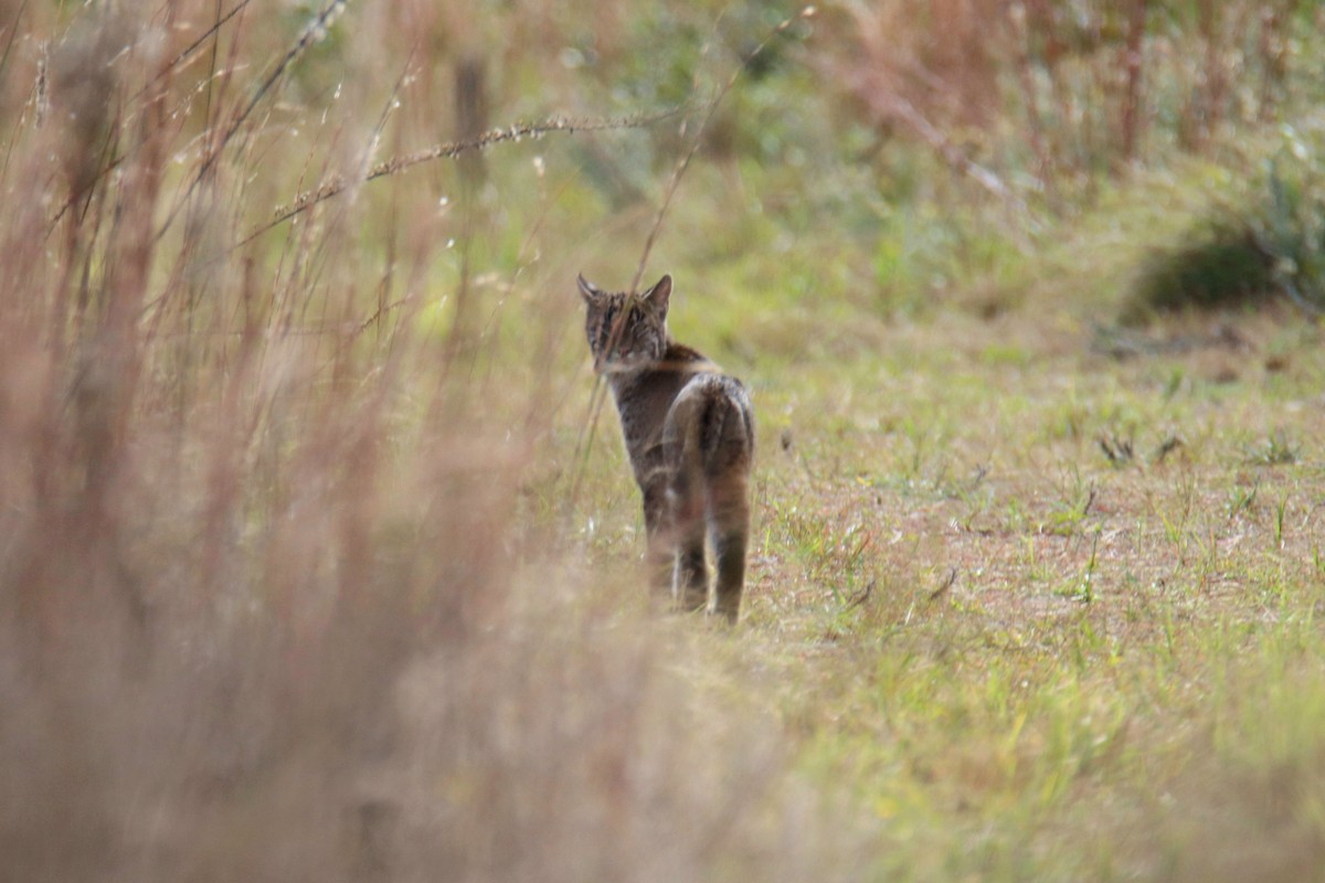 Bobcat - ML646429849