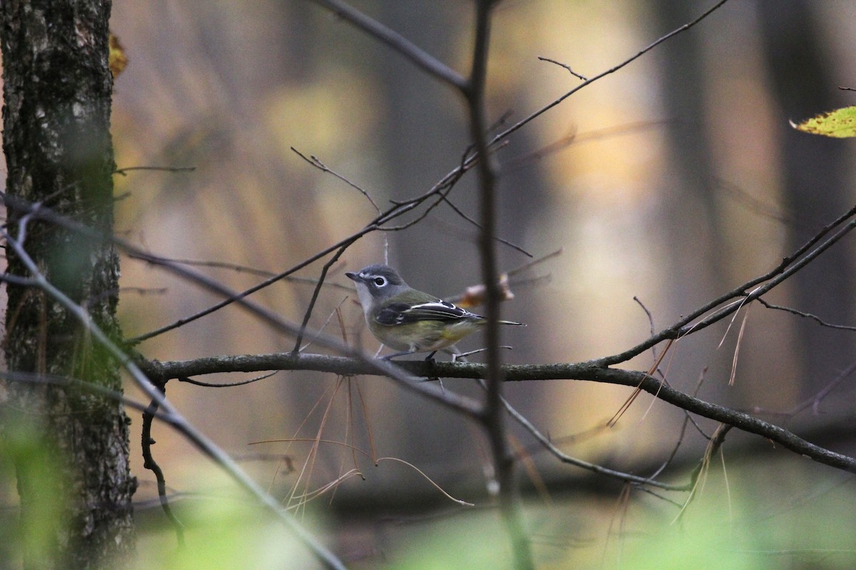 フタスジモズモドキ - ML646429851