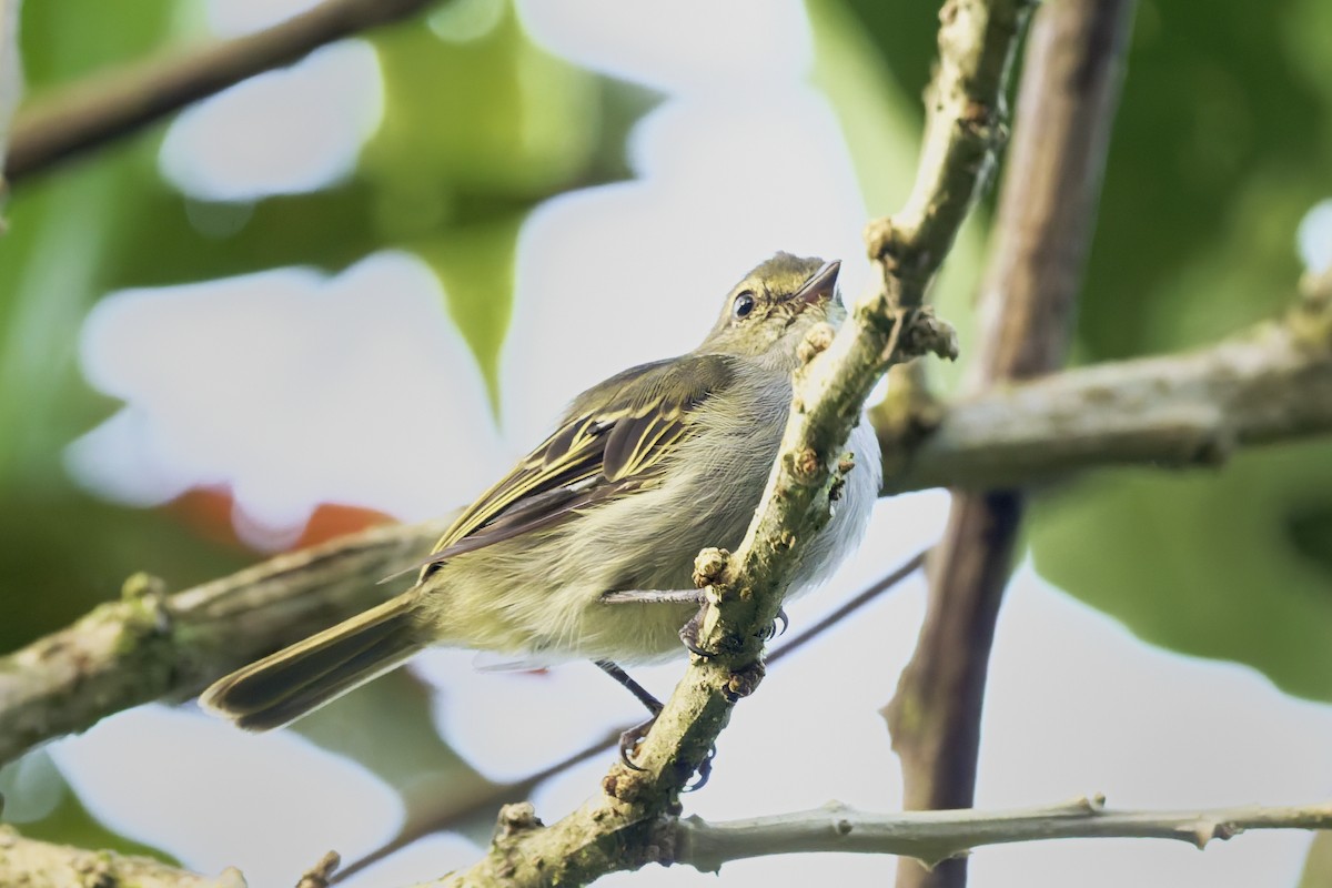 Choco Tyrannulet - ML646429853