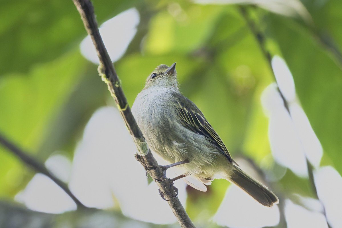 Choco Tyrannulet - ML646429854