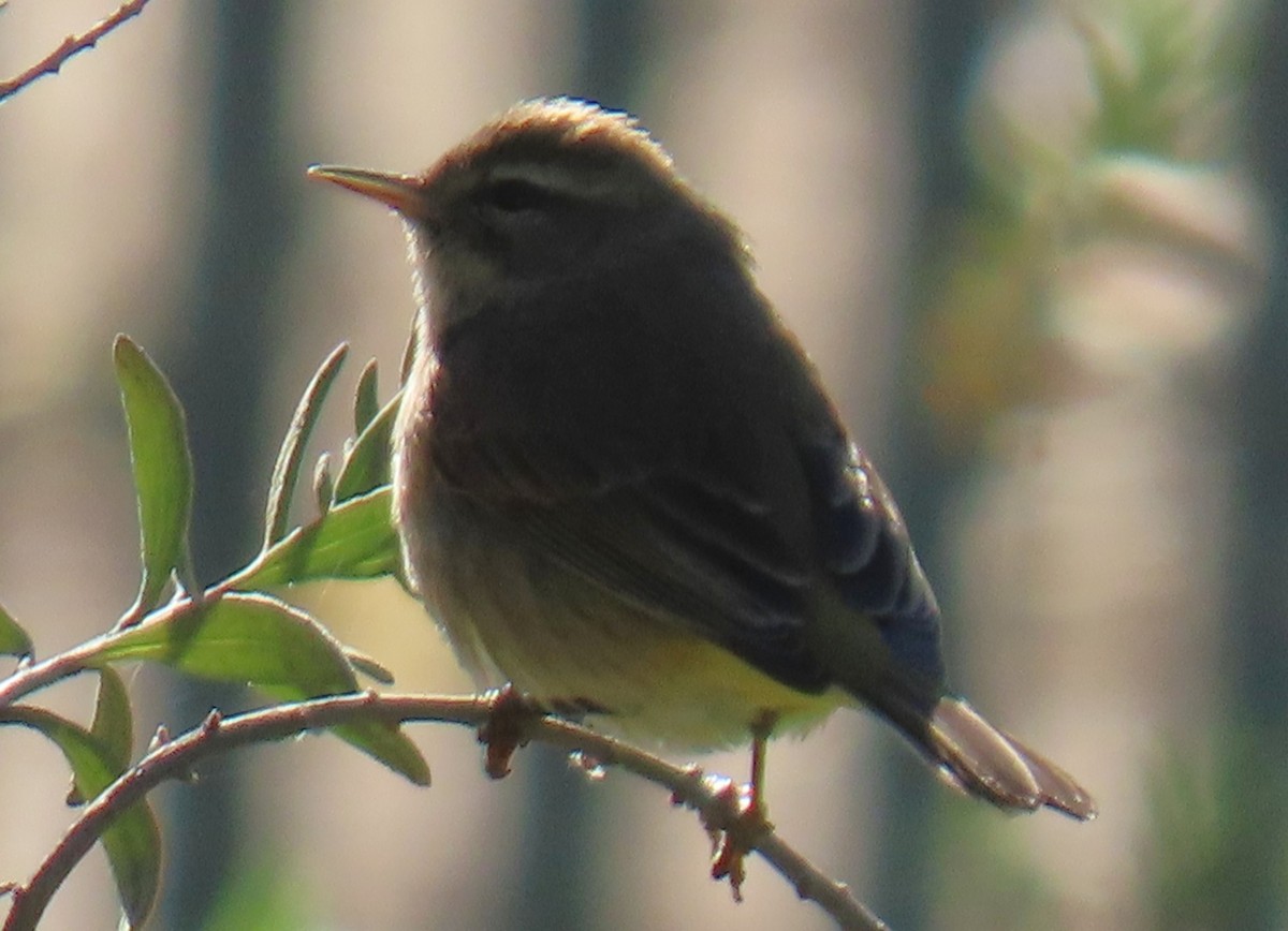סבכון חום-כיפה - ML646429855