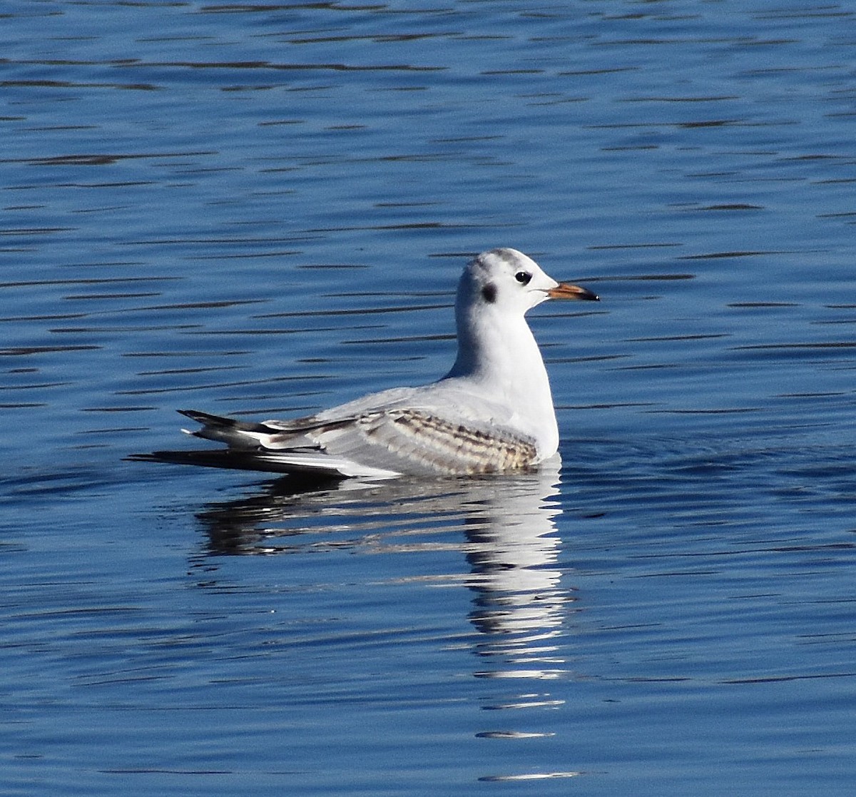 hettemåke - ML646429856