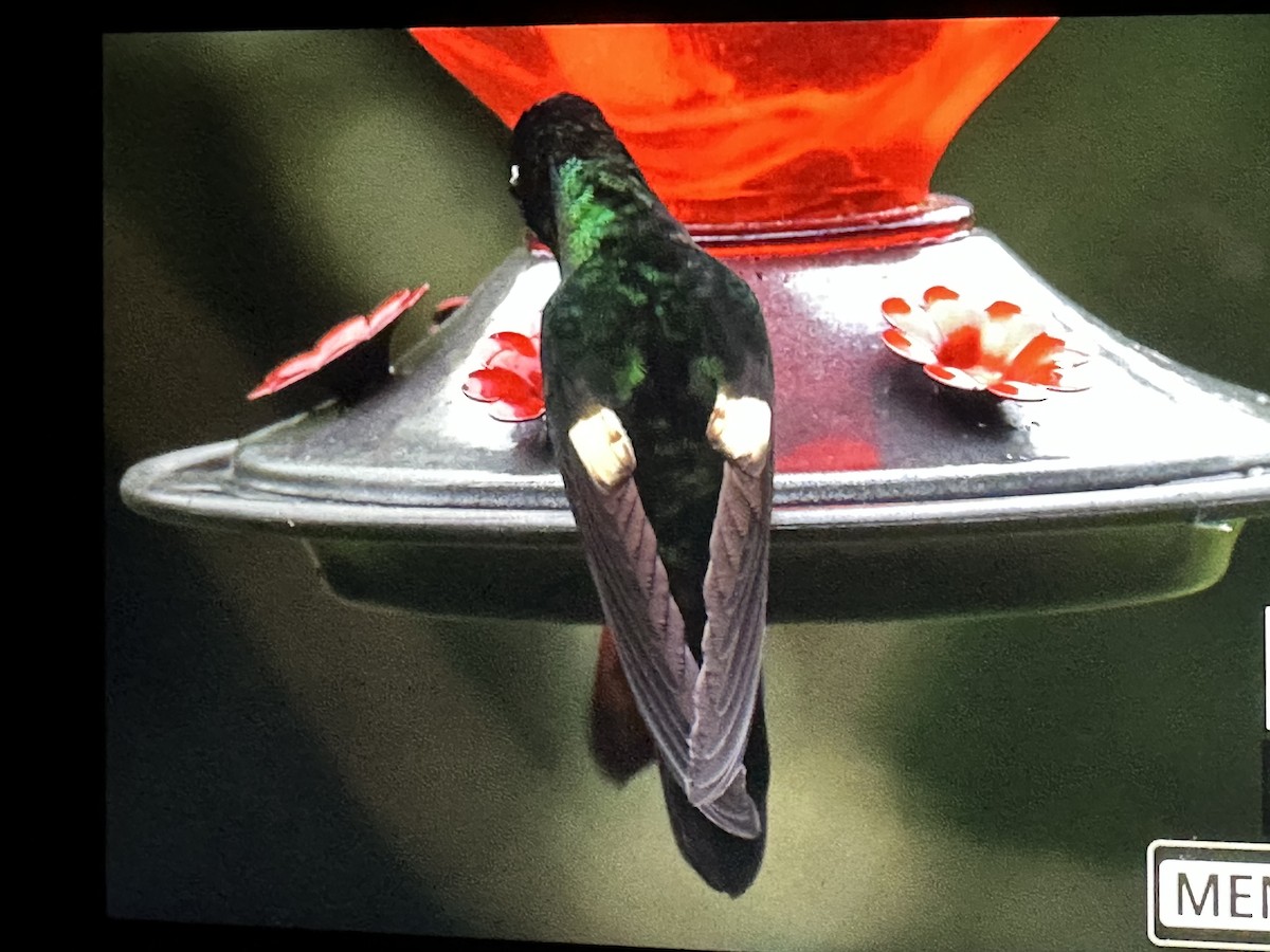 Inca à gemme bleue - ML646429860