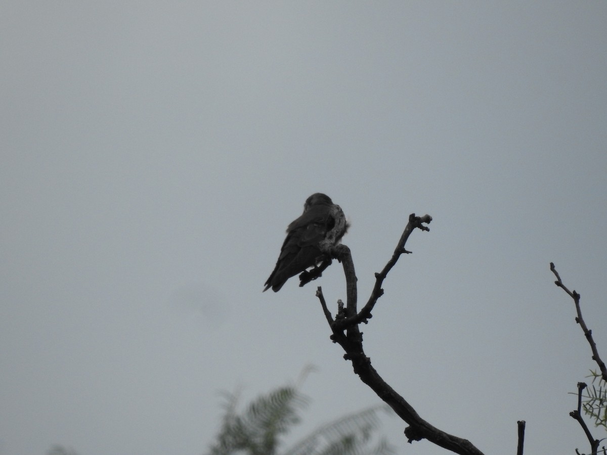 Brown-chested Martin - ML646429861