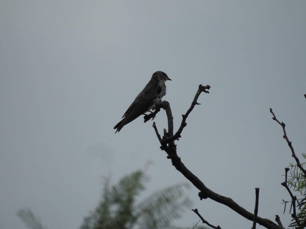 Brown-chested Martin - ML646429862