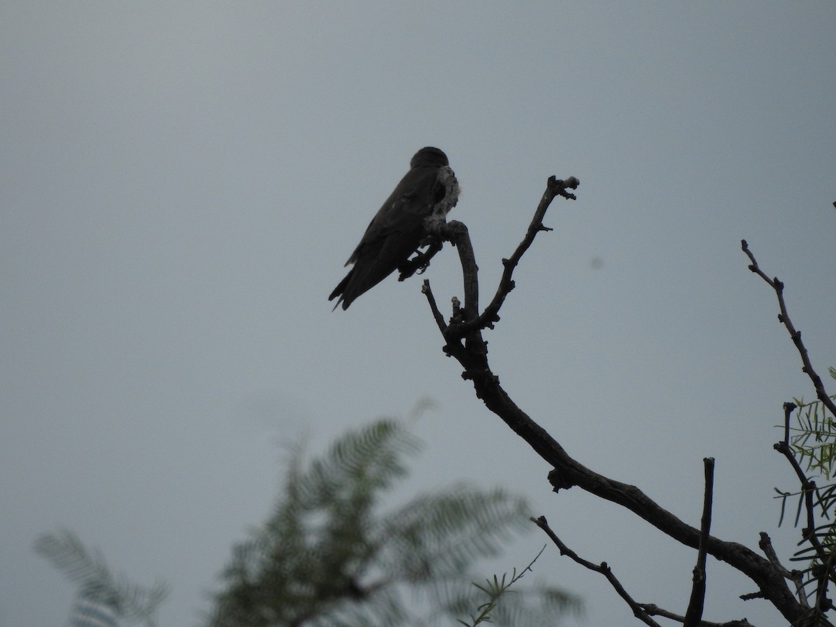 Brown-chested Martin - ML646429863