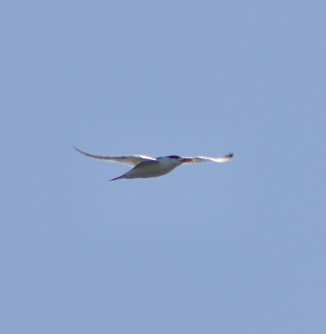 Royal Tern - ML646429864