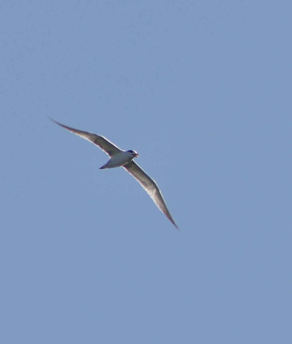 Royal Tern - ML646429865